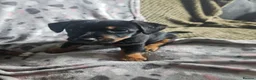Jack Russell dogs for sale: Beautiful Black & Tan Jack Russell puppy's  - Advert 11