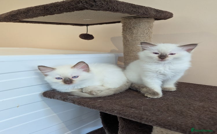 Ragdoll cats - Advert 5