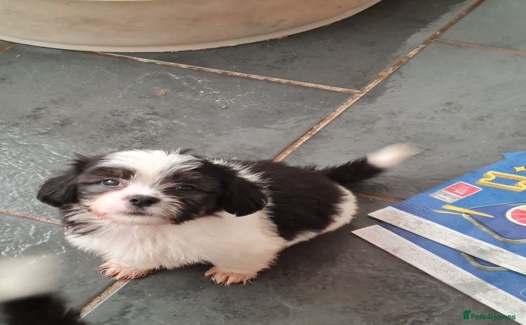 Mixed Breed dogs - Advert 12