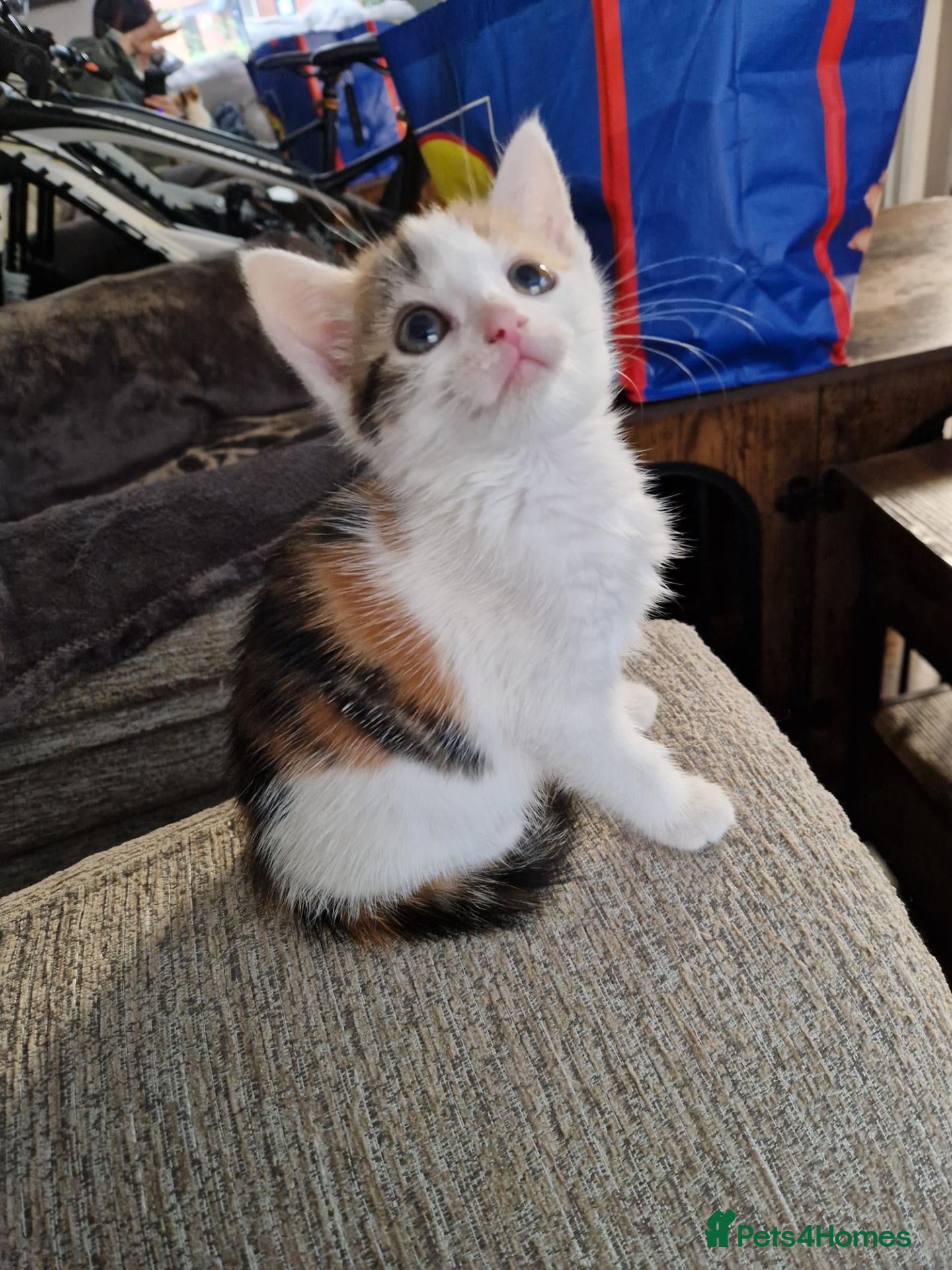 Mixed Breed cats 6 beautiful kittens ready for new homes - Advert 6