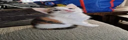 Mixed Breed cats for sale: 6 beautiful kittens ready for new homes - Advert 5
