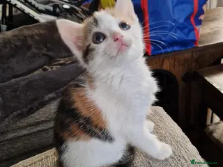 Mixed Breed cats 6 beautiful kittens ready for new homes - Advert 6