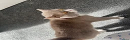 British Shorthair cats for sale: 🐾 Male British Shorthair Cat for Sale 🐾 in Dewsbury - Advert 4