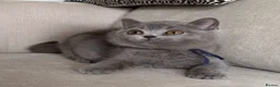 British Shorthair cats for sale: ✨ GCCF BEAUTIFUL KITTENS ✨ - Advert 21