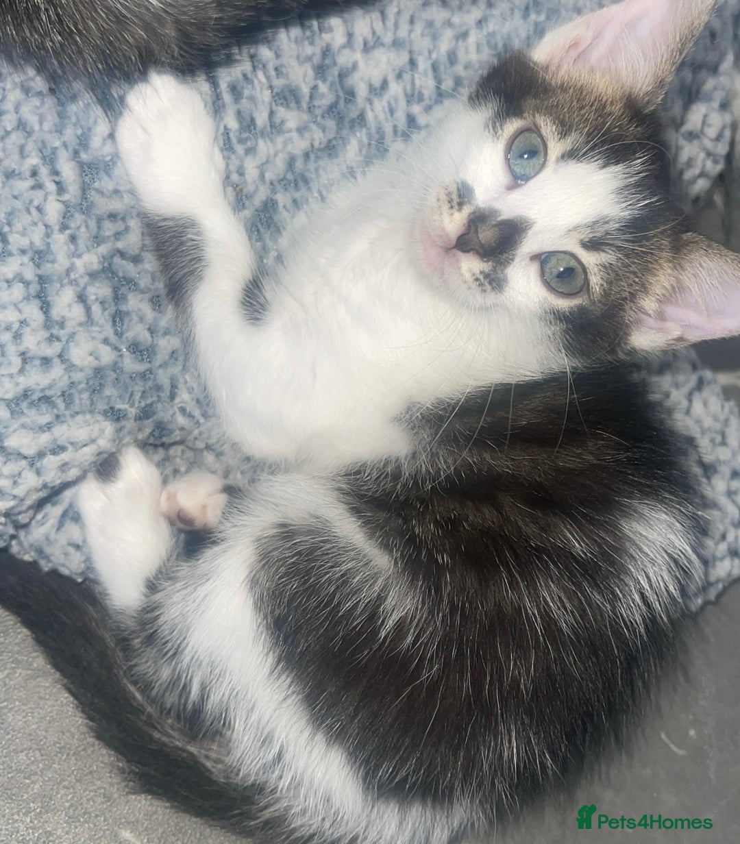 Bengal cats for sale: Stunning blue eye Bengal mix kittens  - Advert 5