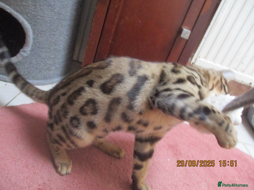 Bengal cats for sale: pedigree male bengals - Image 19