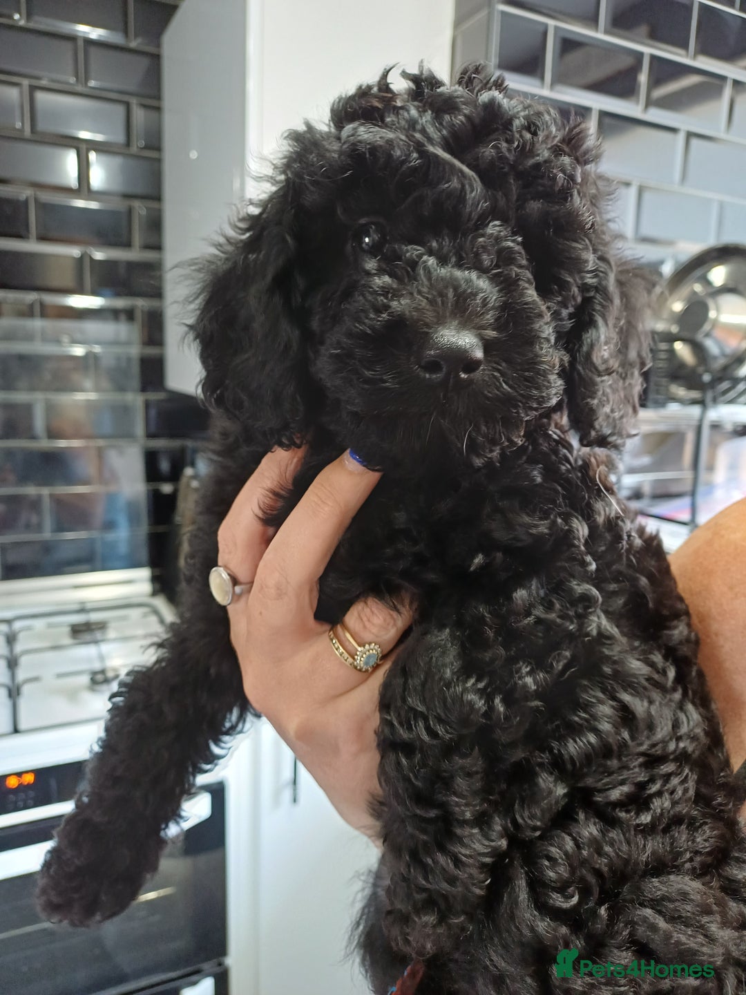 Labradoodle dogs for sale: F2b labradoodle puppy girl - Image 3