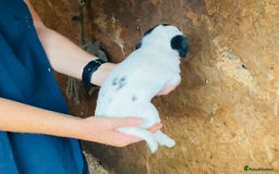 Jack Russell dogs for sale: Gorgeous Jack Russell puppies  - Image 6