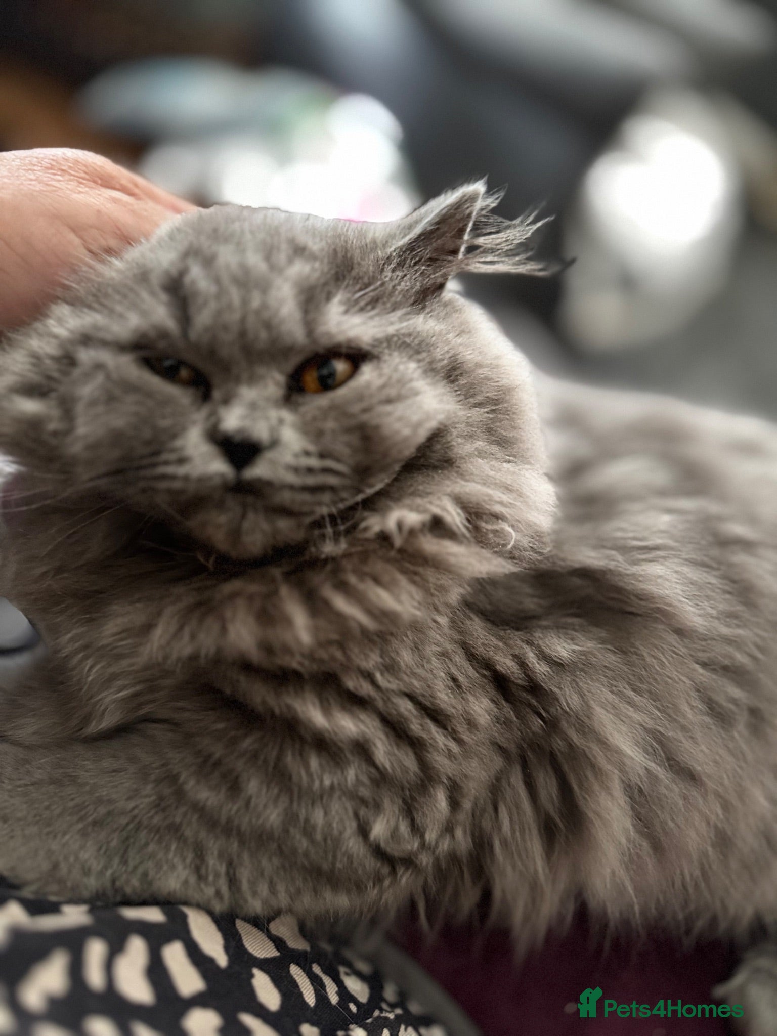 British Longhair cats Beautiful British longhair blue girl ready  - Advert 2