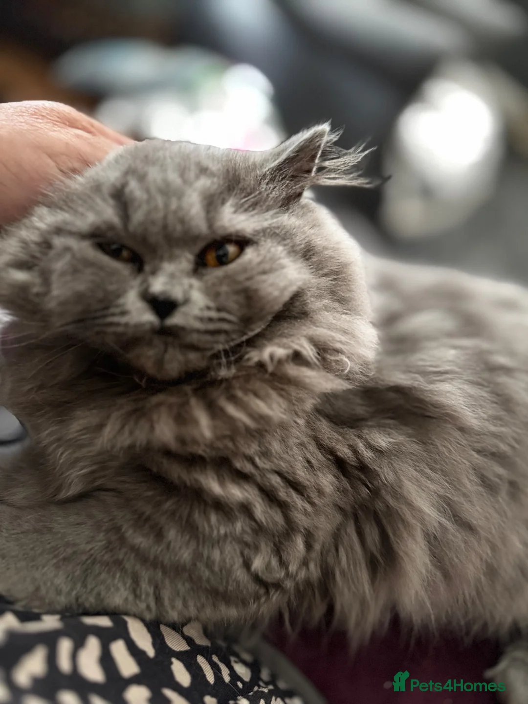 British Longhair cats for sale: Beautiful British longhair blue girl ready  - Advert 2
