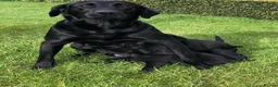 Labrador Retriever dogs for sale: Handsome Labrador dogs available  in Durham - Advert 15