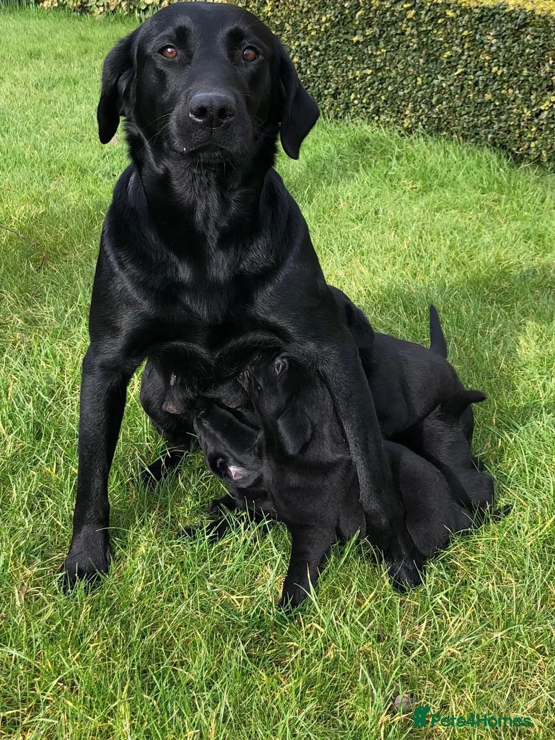 Labrador Retriever dogs for sale: Handsome Labrador dogs available  in Durham - Advert 15