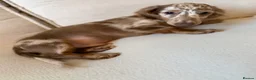 Miniature Dachshund dogs for sale: Male miniature dachshund  - Advert 7