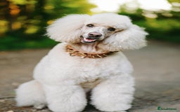Standard Poodle dogs for sale: Standard Poodle Girl Available Apricot&White Parti - Image 3