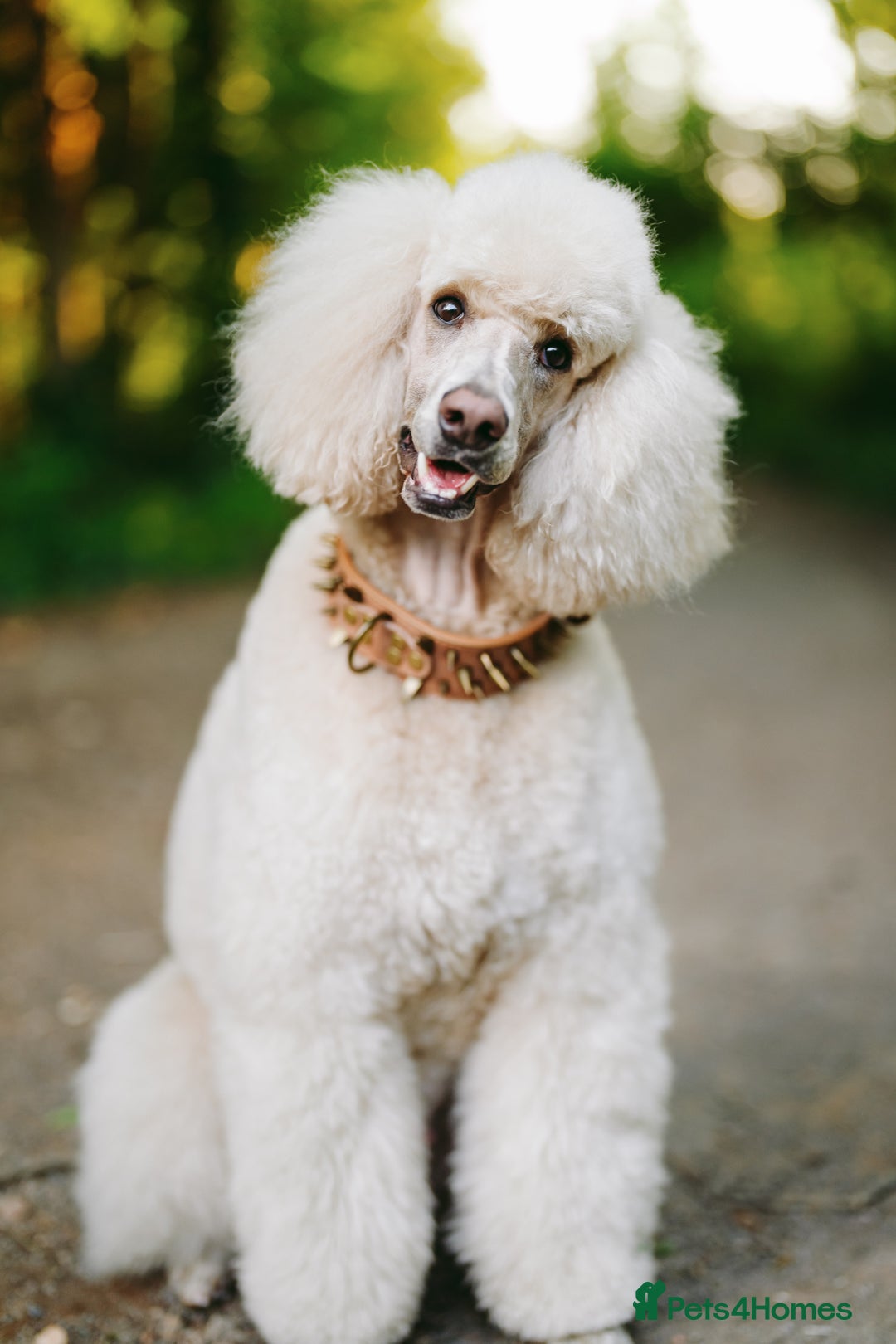 Standard Poodle dogs for sale: Standard Poodle Girl Available Apricot&White Parti - Image 3
