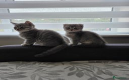 Mixed Breed cats for sale:  British shorthair & Scottish Fold mix - Image 11