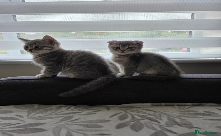 Mixed Breed cats - Advert 13