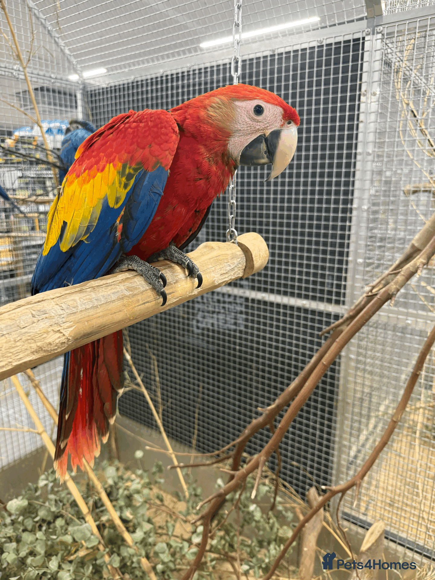 Macaws birds GORGEOUS VIBRANT BABY HANDREARED SCARLET  - Advert 2