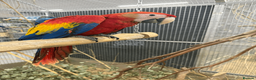 Macaws birds for sale: GORGEOUS VIBRANT BABY HANDREARED SCARLET  - Advert 1