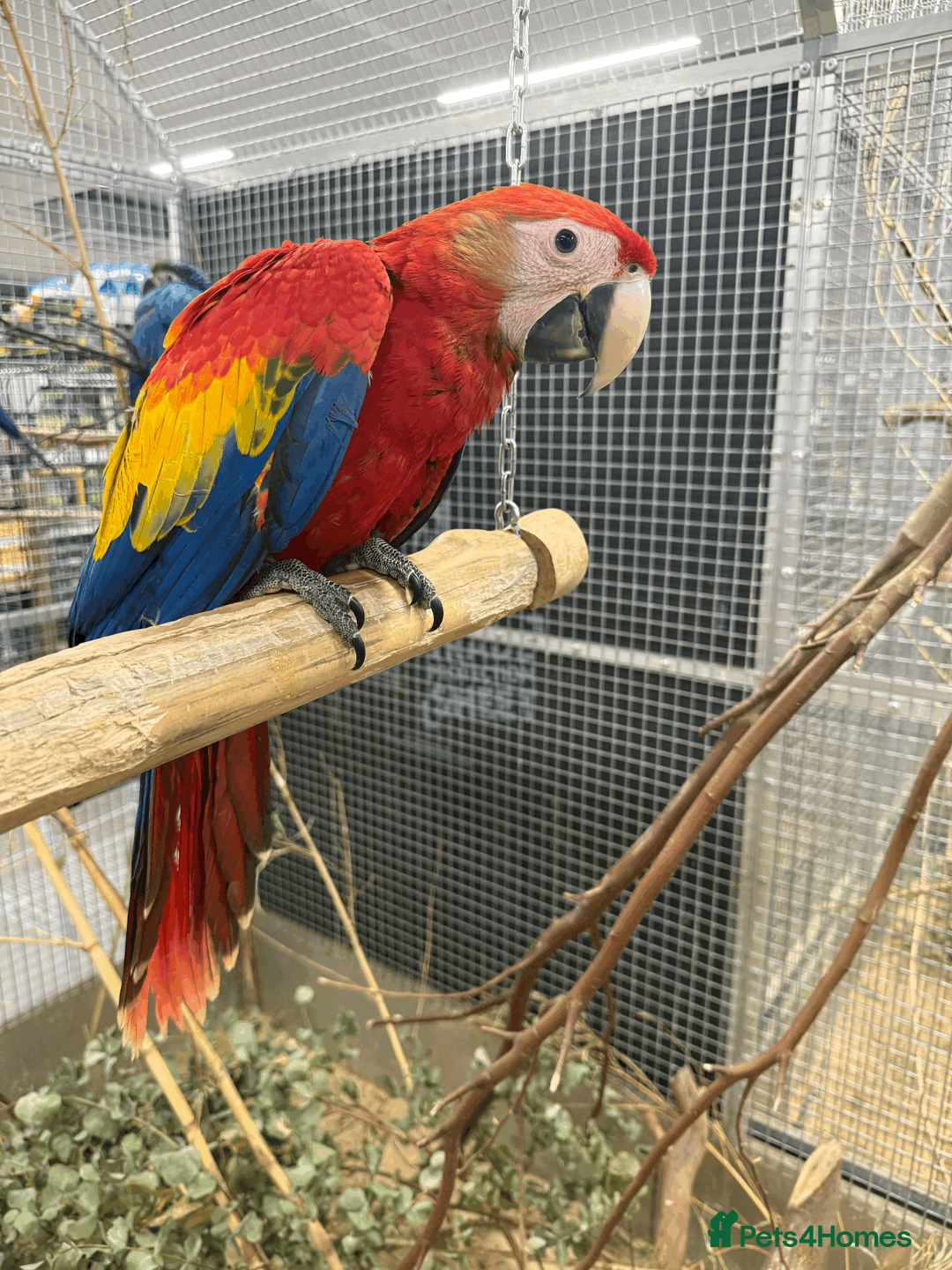 Macaws birds for sale: GORGEOUS VIBRANT BABY HANDREARED SCARLET  - Advert 1