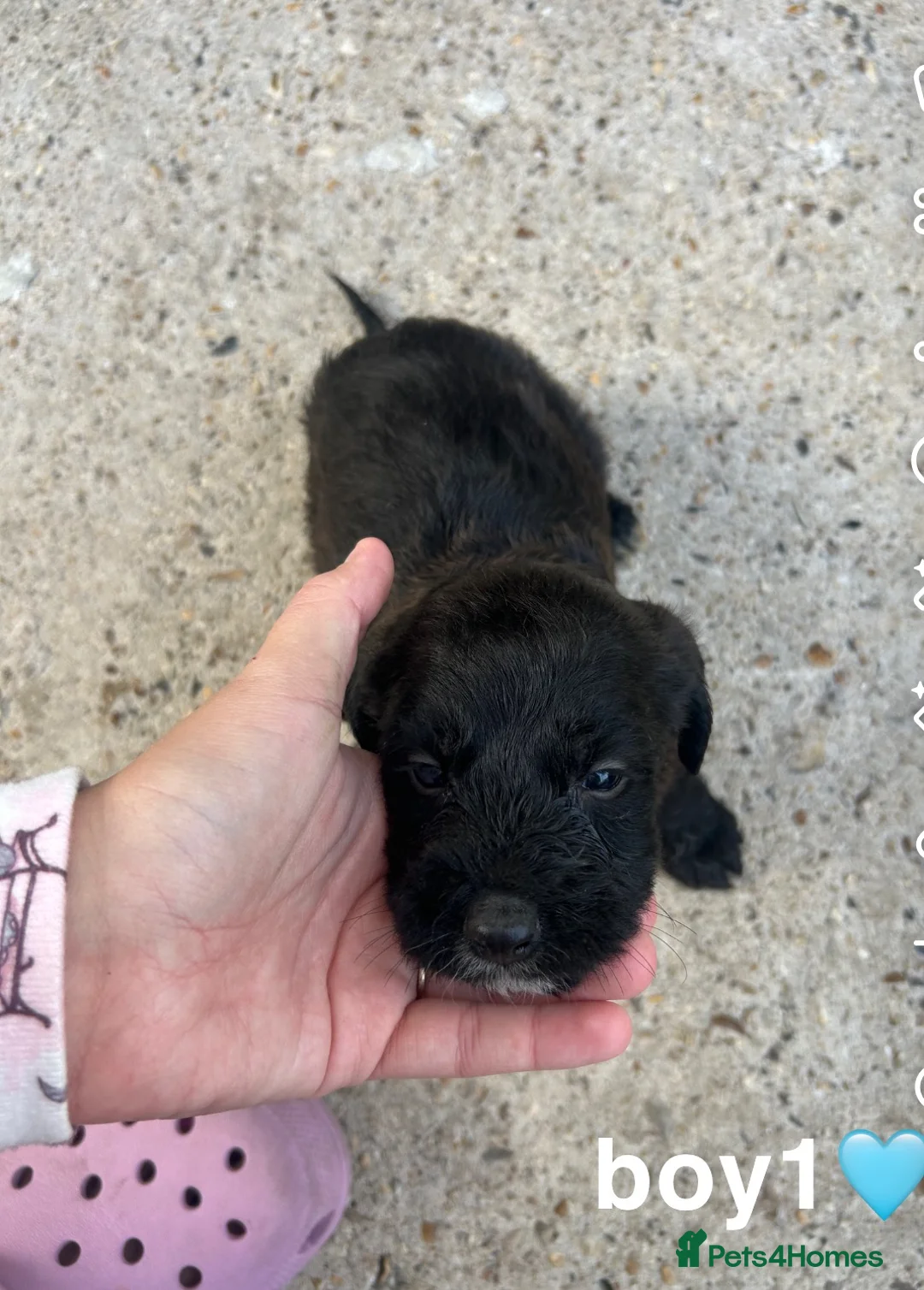 Mixed Breed dogs for sale: 7 beautiful cocker jack puppies  - Advert 1