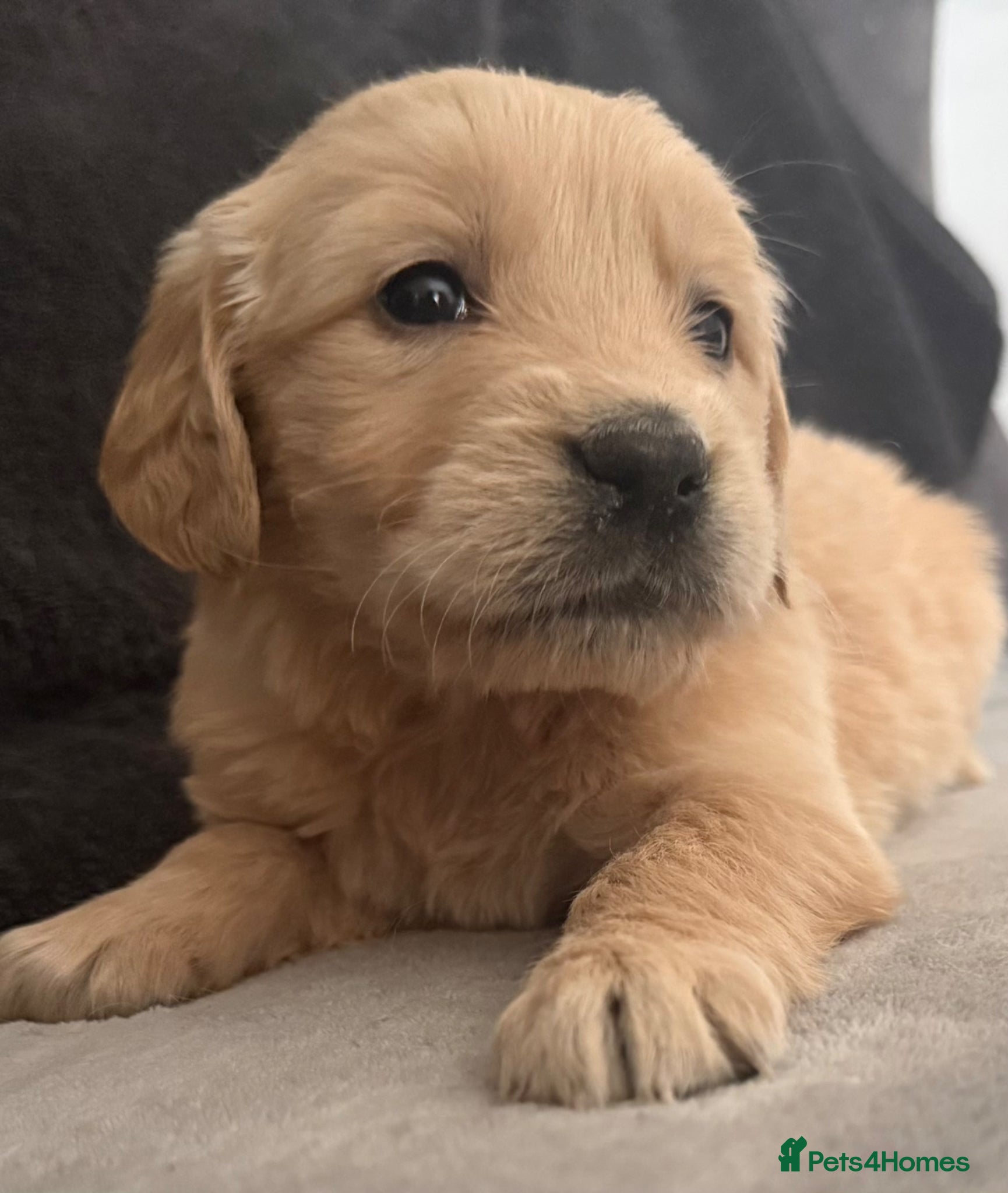 Golden Retriever dogs Beautiful, DNA tested - Golden Retriever Puppies  - Advert 2