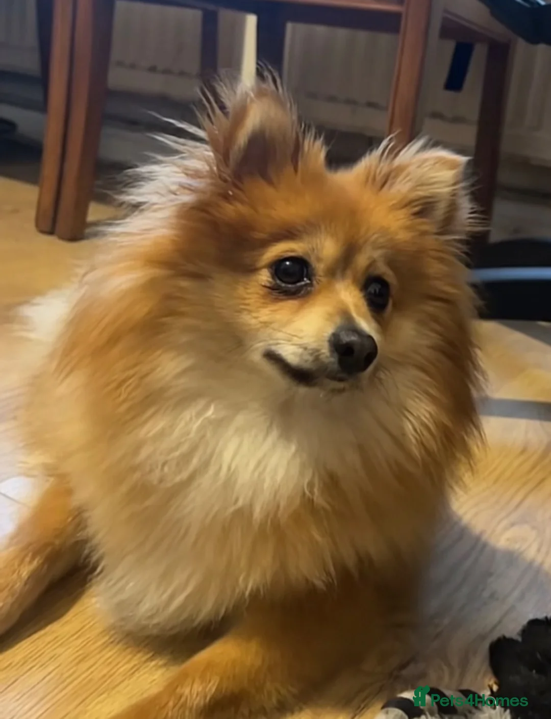 Pomeranian dogs for sale: Pomeranian  in Barking - Advert 1