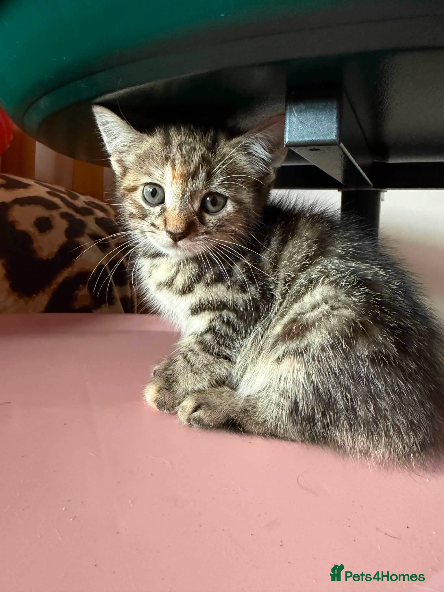 Mixed Breed cats Tibby and Libby - Taverham Norfolk  - Advert 1