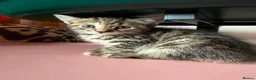 Mixed Breed cats for adoption: Tibby and Libby - Taverham Norfolk  - Advert 1