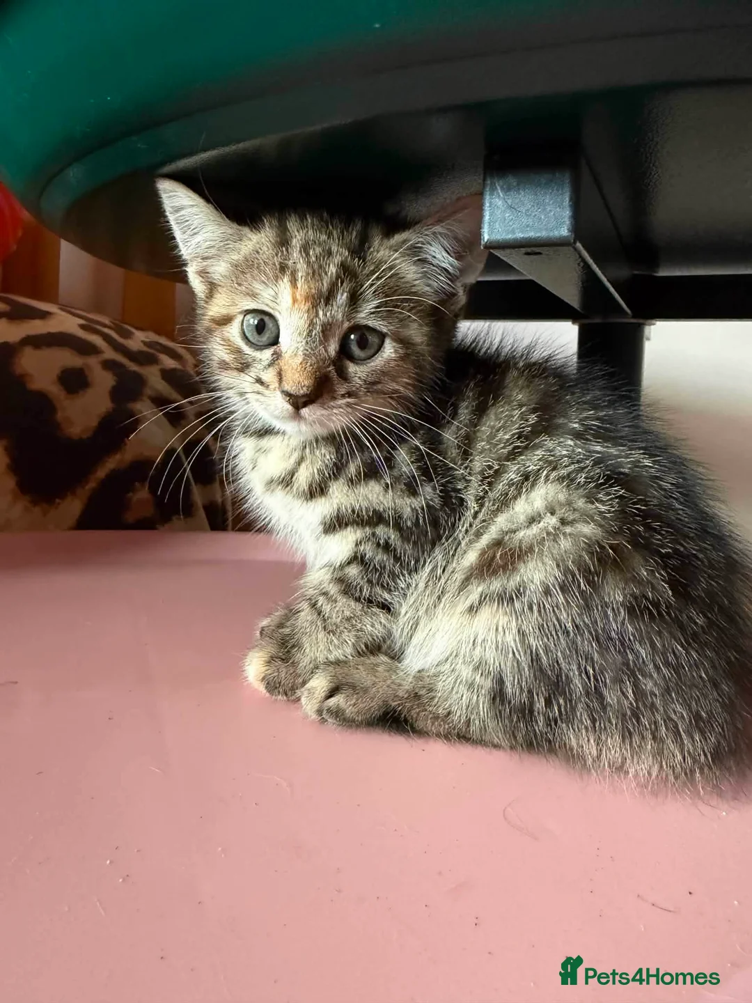 Mixed Breed cats for adoption: Tibby and Libby - Taverham Norfolk  - Advert 1