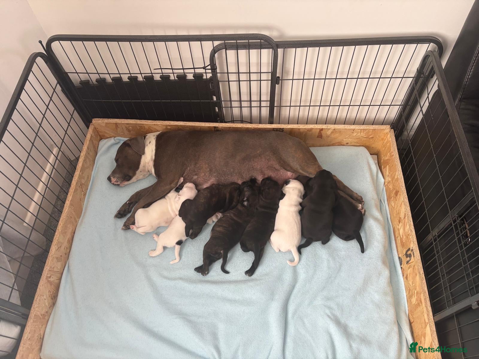 Staffordshire Bull Terrier dogs Beautiful Staffordshire bull terrier pups - Advert 1