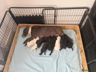 Staffordshire Bull Terrier dogs Beautiful Staffordshire bull terrier pups - Advert 1