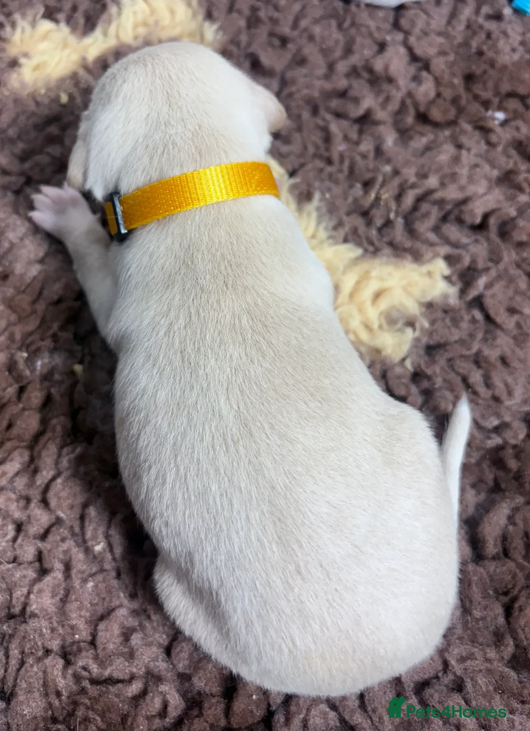 Italian Greyhound dogs for sale: Exceptionally Well-Bred Italian Greyhound Puppies - Advert 6