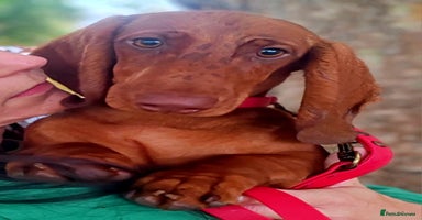 Dachshund dogs in Boston - Advert 6