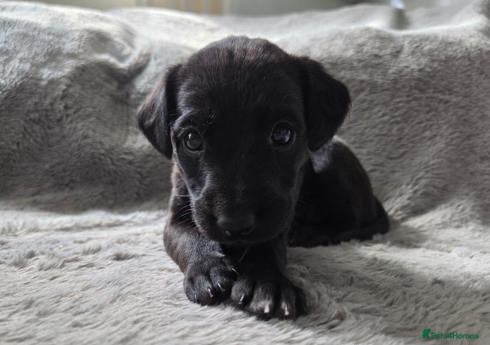 Mixed Breed dogs 🐾 Labrador × Whippet Puppies! 🐾 - Advert 2