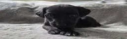 Mixed Breed dogs for sale: 🐾 Labrador × Whippet Puppies! 🐾 - Advert 6