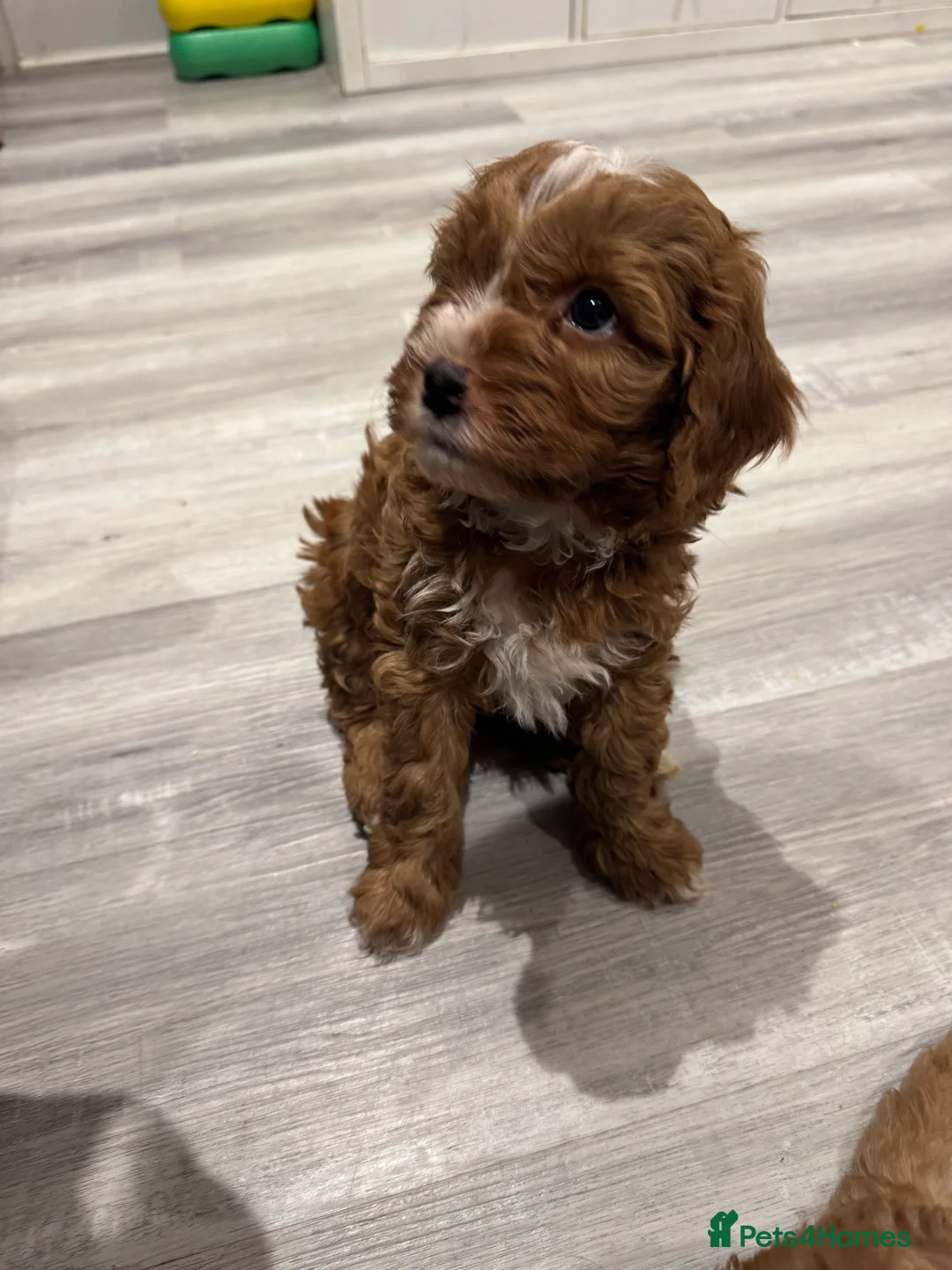 Cavapoo dogs for sale: Beautiful F1b Cavapoo Puppies – Ready Mid February - Advert 11