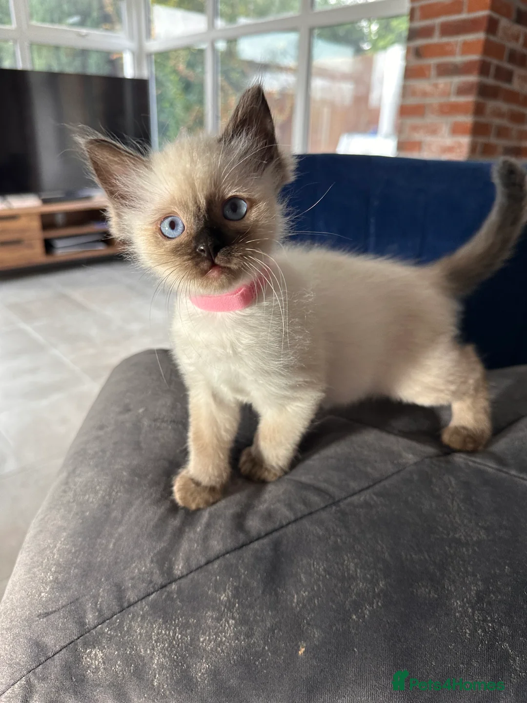 Ragdoll cats for sale: Now reserved  - Advert 2