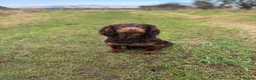 Cocker Spaniel dogs for stud: KC Choc & Tan Working Cocker. Health Tested!  - Advert 5