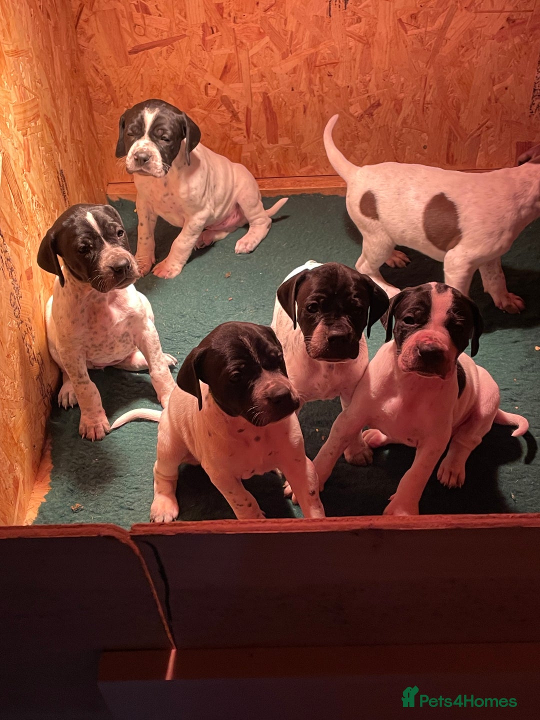 Pointer dogs for sale: Pointer Puppies for sale  - Advert 7