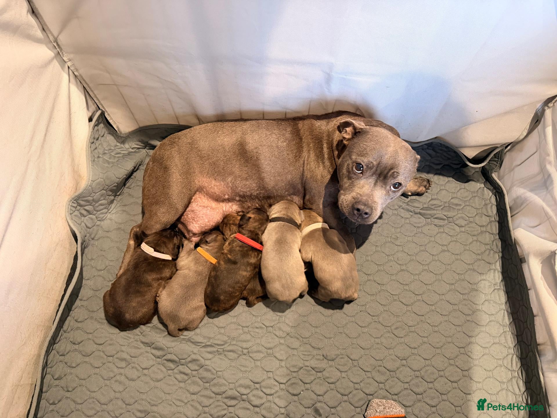 Staffordshire Bull Terrier dogs Staffordshire Bull Terrier Pups (KC Registered)  - Advert 13