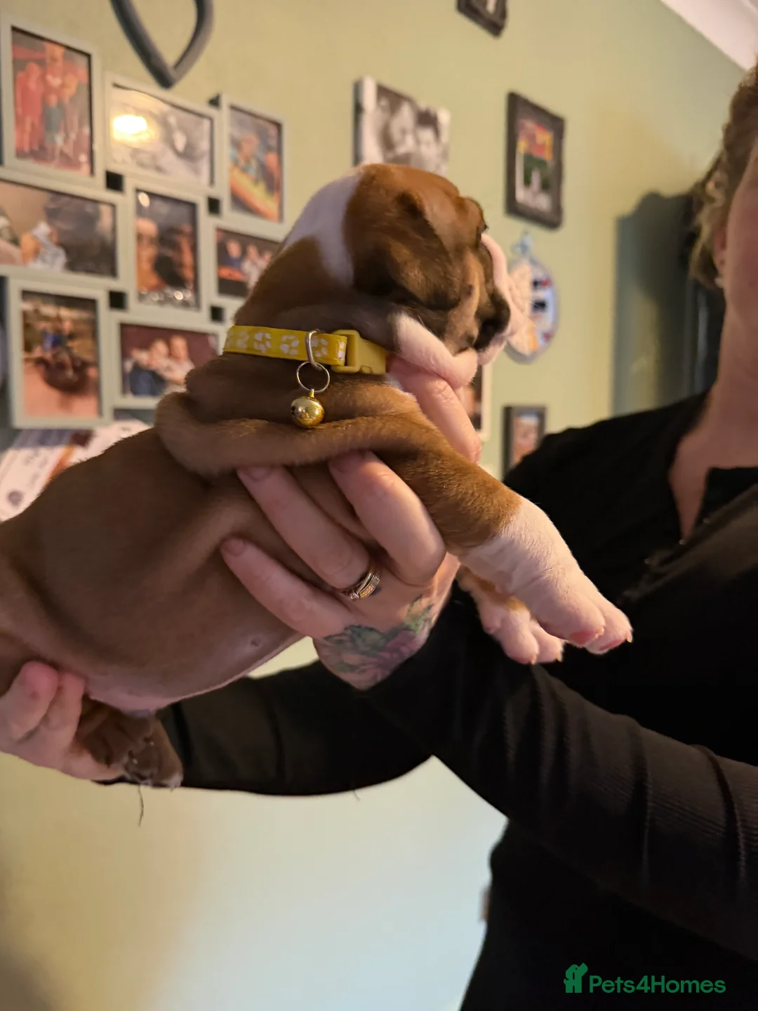 English Bulldog dogs for sale: 🌸💙 top blood line English bulldogs 🌸💙❤️ - Advert 27