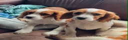 Mixed Breed dogs for sale: Beautiful Blenheim Cavalier spaniel Boys–Ready Now - Advert 9
