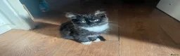 Mixed Breed cats for sale: Cute and playful - Advert 2