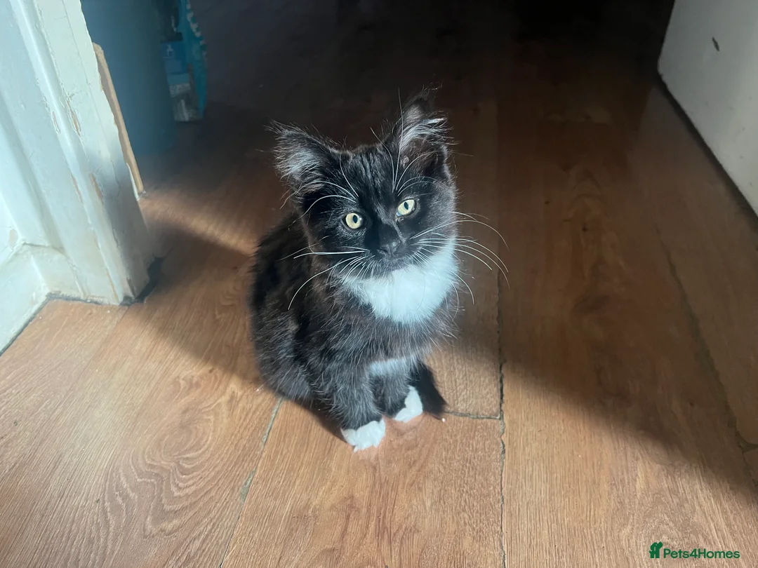 Mixed Breed cats for sale: Cute and playful - Advert 2