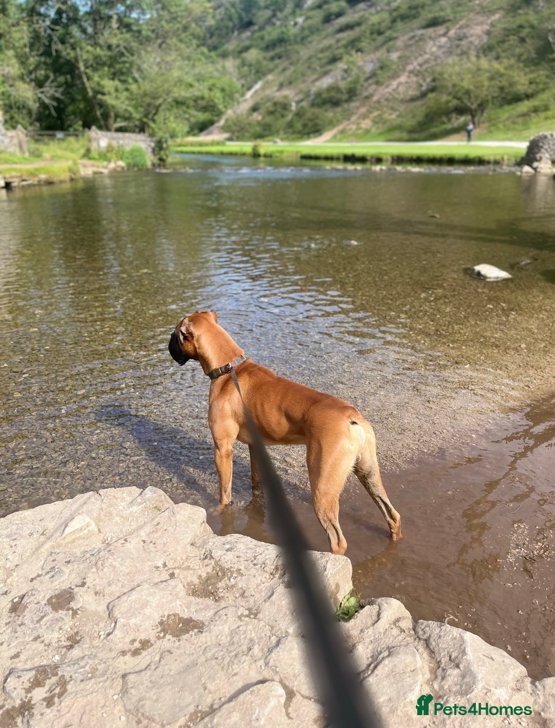 Boxer dogs for stud: KC Registered Boxer for Stud (Bobtail) - Advert 4