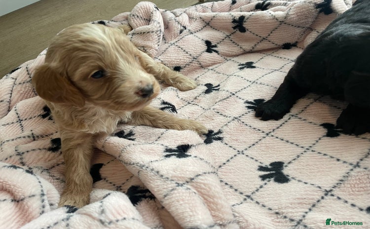 Cavapoo dogs - Advert 6