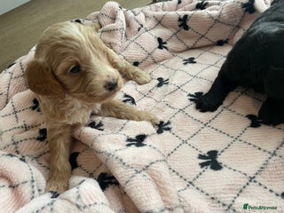 Cavapoo dogs - Advert 1