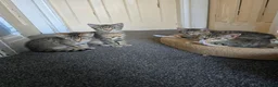 Domestic Shorthair cats for sale: 5 beautiful tabby kittens for Sale!!! - Advert 2
