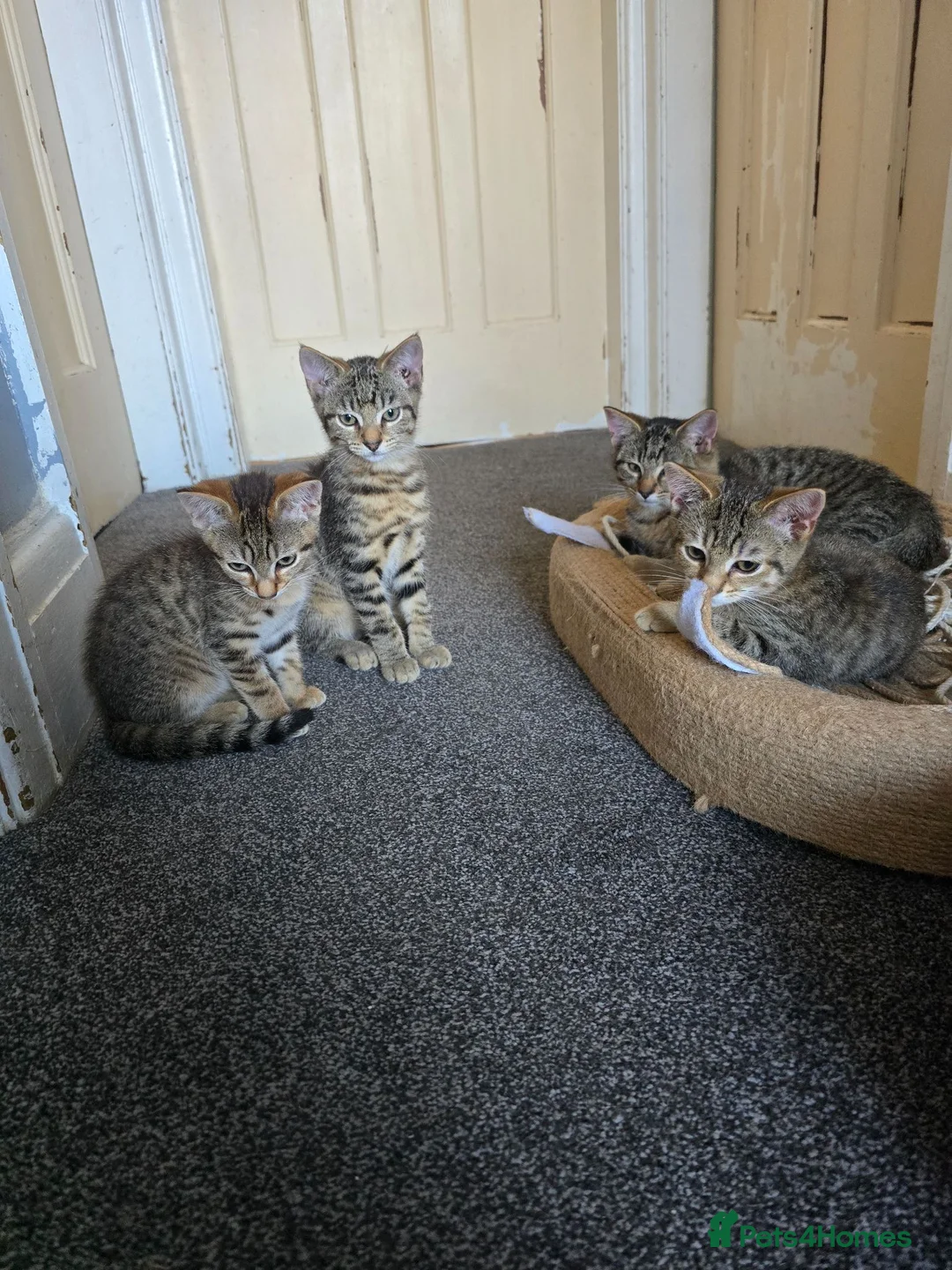 Domestic Shorthair cats for sale: 5 beautiful tabby kittens for Sale!!! - Advert 2